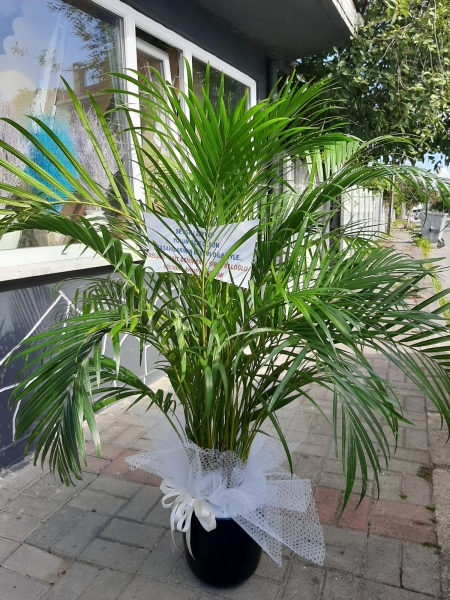Areka Saksı Çiçeği
